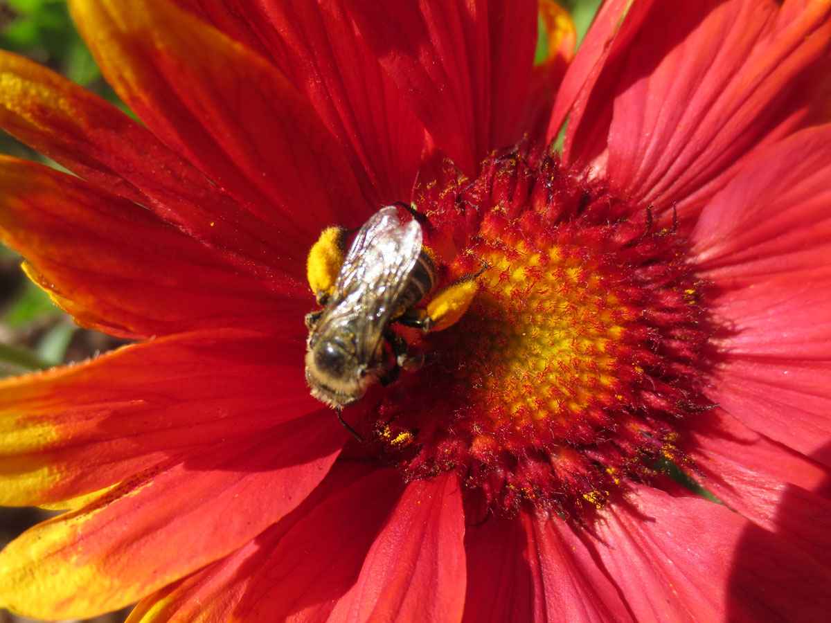 Native bee carries pollen by Susan Fluegel